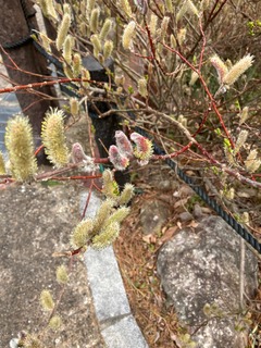 IMG_1771.jpg