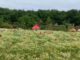IMG_2874.jpg