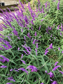 IMG_4126.jpg